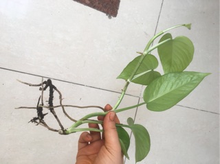 Trầu bà trang trí