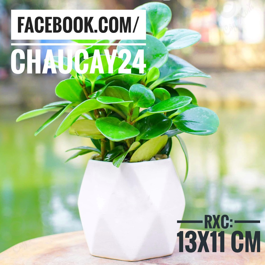 Chậu Trồng Cây Cảnh Để Bàn, Cây Phong Thủy, Cây Bonsai, Cây sứ thái Hình Đa Giác