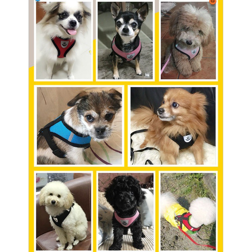 Set Áo Yếm Kèm Dây Dắt Thú Cưng Dễ Thương