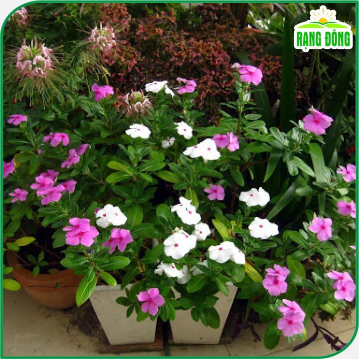 Hạt giống Hoa Dừa Cạn Lùn nhiều màu, thích hợp trồng giỏ treo, chậu ban công - Hạt giống Rạng Đông