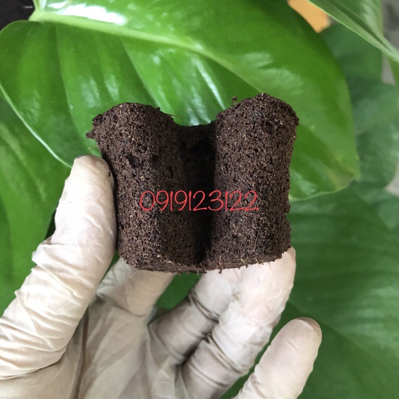 10 miếng mút ươm ki, mươm cây con nhập khẩu Hà Lan