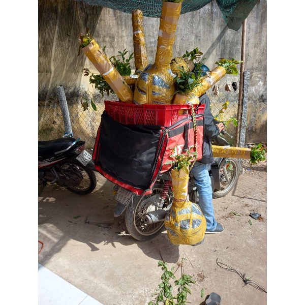 Mít tố nữ siêu trái