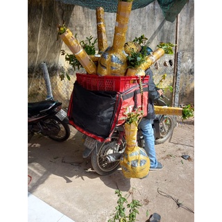 Combo 5 mai con quấn rễ 45 cm