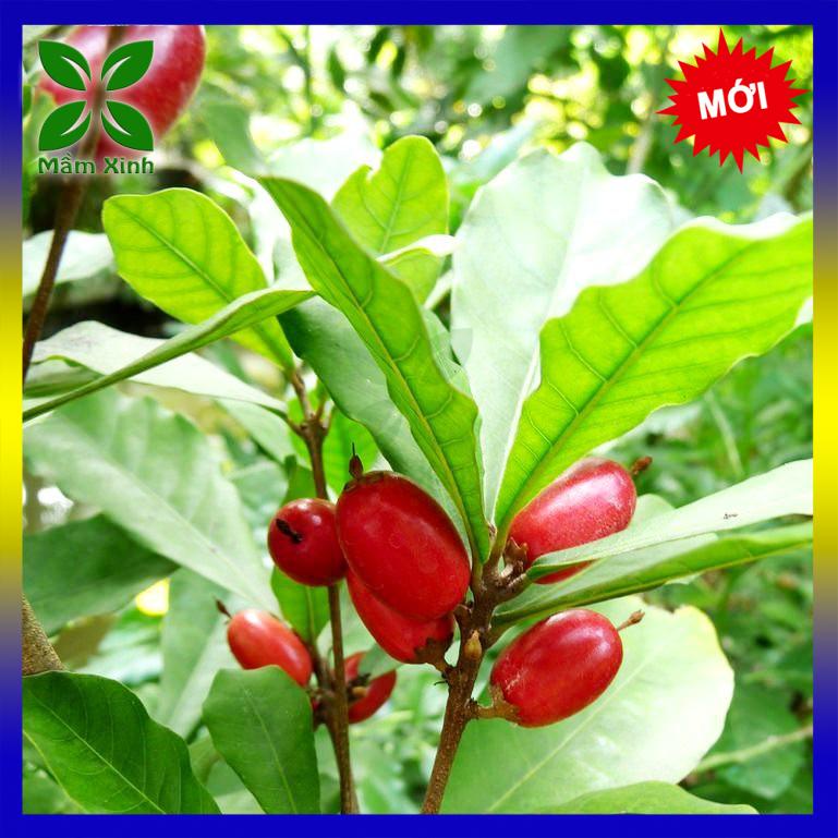 CÂY THẦN KỲ CAO 40CM