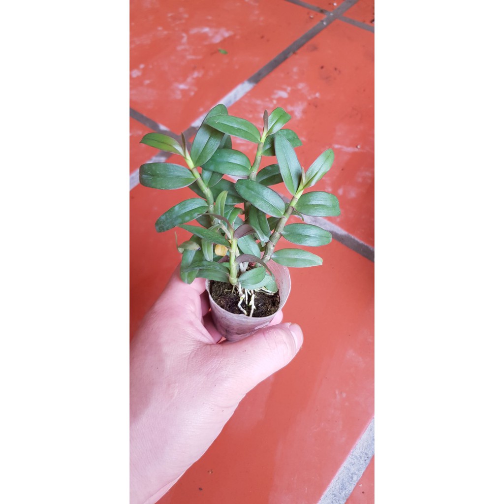 PHI ĐIỆP RỒNG LỬA