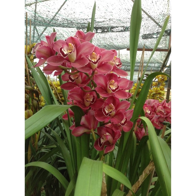 Địa lan Santo Sỉ 5k