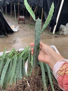 Thanh long vàng tổ yến