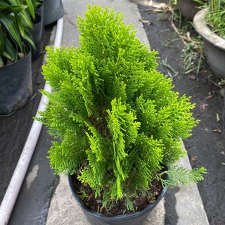 Cây Trắc Bách Diệp