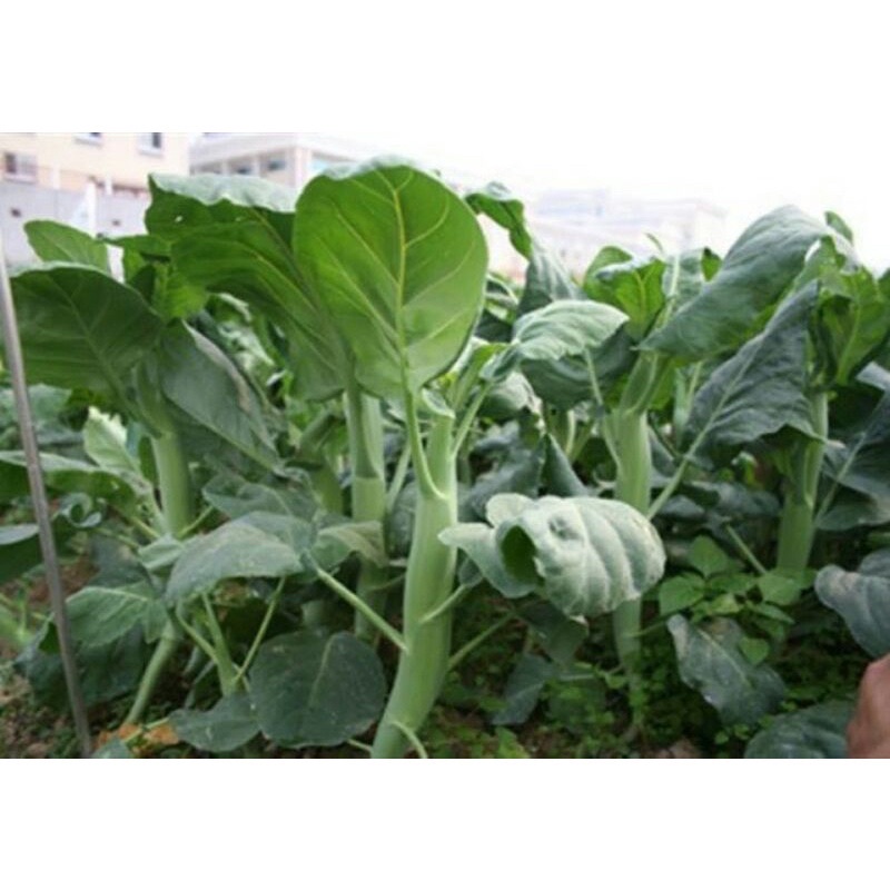 Hạt giống cải làn cao sản thân béo F1