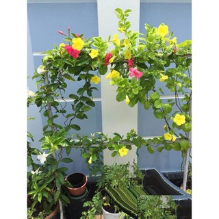 Sản phẩm Cây hoa  HỒNG ANH leo CÁNH KÉP hoa TRẮNG TINH KHIẾT siêu đẹp, cây nguyên chậu