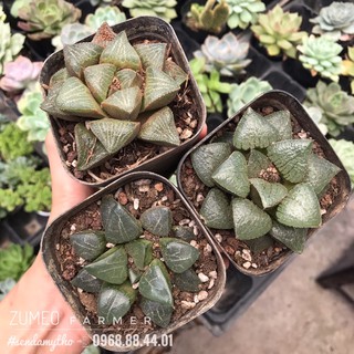 1 cây haworthia, guốc giống mới