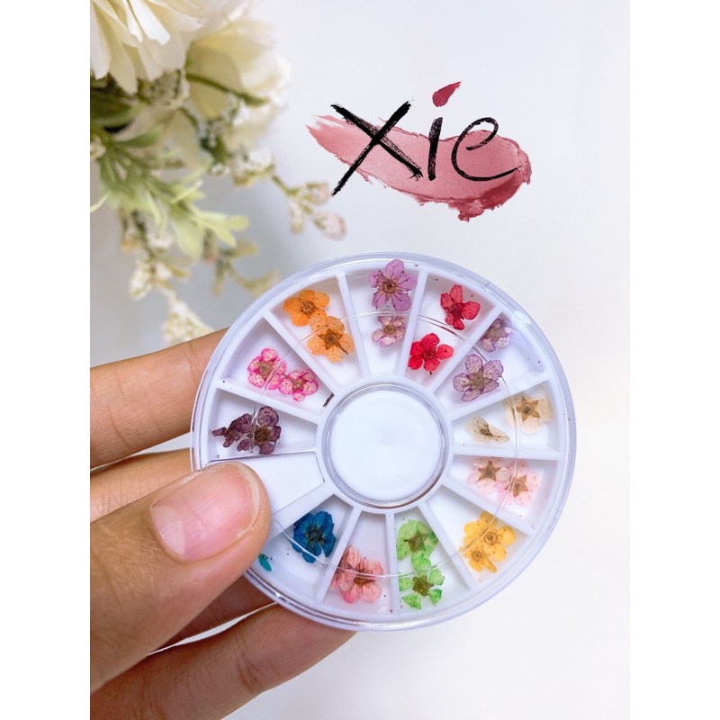 HOA NHÍ HỘP TRÒN TRANG TRÍ MÓNG- XIE dụng cụ nối mi&amp;nail🥰