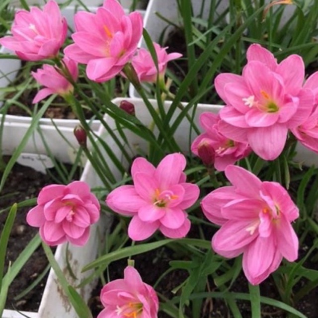 Huệ mưa kép ngoại Peony Pink