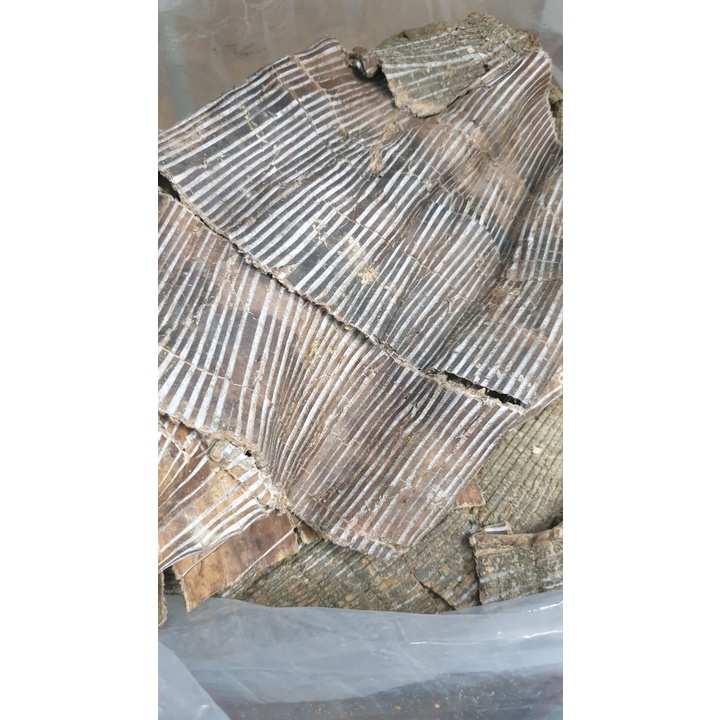 1Kg ĐỖ TRỌNG TUỆ MINH, LOAI TO