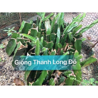 Giống Thanh Long Đỏ cực ngọt, cực kì sai quả