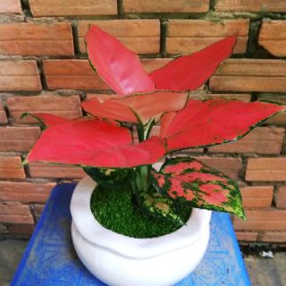 Vạn lộc đỏ giống mới chậu sứ để bàn