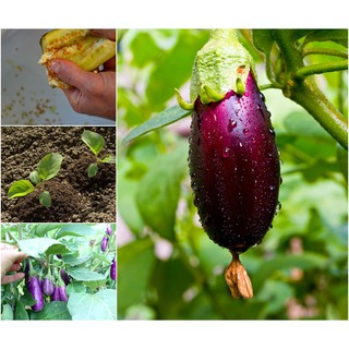 HẠT GIỐNG CÀ TÍM(CHẤT LƯỢNG-UY TÍN)