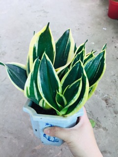LƯỠI HỔ THÁI VÀNG LÙN
