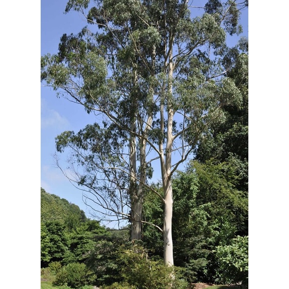 Lá Bạch Đàn Khô (Khuynh Diệp) Tẩy Uế Trừ Khí Xấu Giảm Sự Căng Thẳng Mang Lại Bình An Dùng Xông Nhà Và Tắm