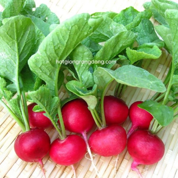 Cách làm Salad bơ giảm cân giúp bạn thon dáng đẹp da 2