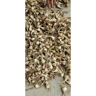 1 kg củ kiệu to - kiệu lai làm giống hoặc làm dưa muối nhà trồng đươc nên số lượng có hạn ạ, mọi người cần nhanh tay đặt