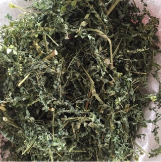Diệp hạ châu _ chó đẻ _ 1kg