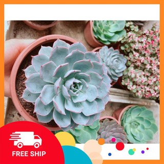 Sen Đá Hồng Phấn Size Đại