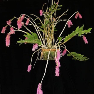 1 bó Lan báo hỉ cho hoa tết