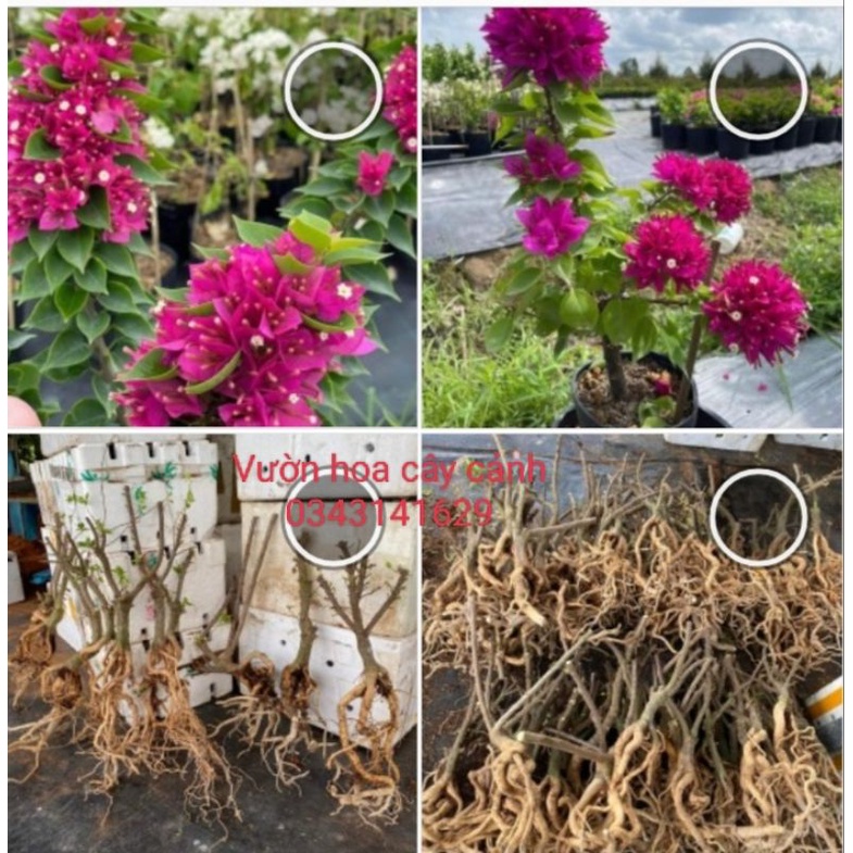 Gốc phôi cây hoa giấy mỹ