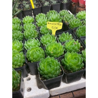 Sem đá Haworthia size 5-8cm