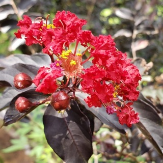 Cây hoa tường Vy Huyết long