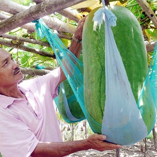 10 Hạt giống Bí đao khổng lồ 