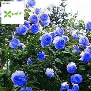 Hạt Giống Hoa Hồng Xanh - 10 Hạt