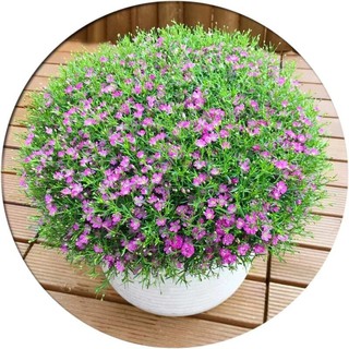 Hạt giống hoa lưu ly hồng