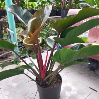 Cây trầu bà đế vương Nâu