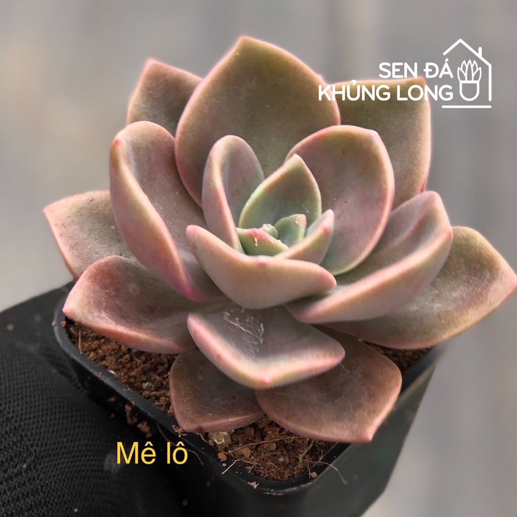 Sen đá Mê lô - graptoveria albert baynes