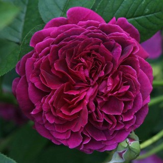 Cây hoa hồng William Shakespeare Rose dâm cành bầu đấy