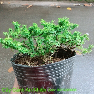 Linh Sam Hạt Gạo