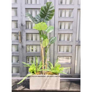 Cây trầu bà thân leo 1,5m