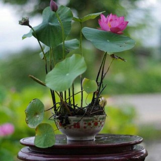 HẠT SEN MINI SIÊU RẺ GIÁ RẺ SẬP SÀN CHỈ 3K/HẠT ( 9 màu như hình)