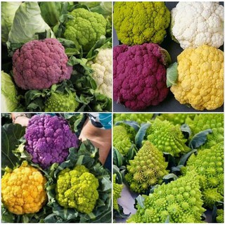 Hạt giống Súp lơ Mix ( súp lơ nhiều màu ) - 1 gói 20 hạt