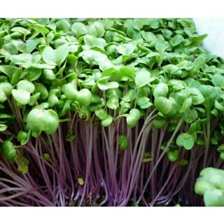 hạt giống rau mầm củ cải đỏ 10gr