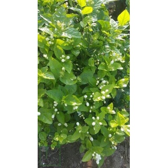 1 Lạng Trà Hoa nhài sấy khô