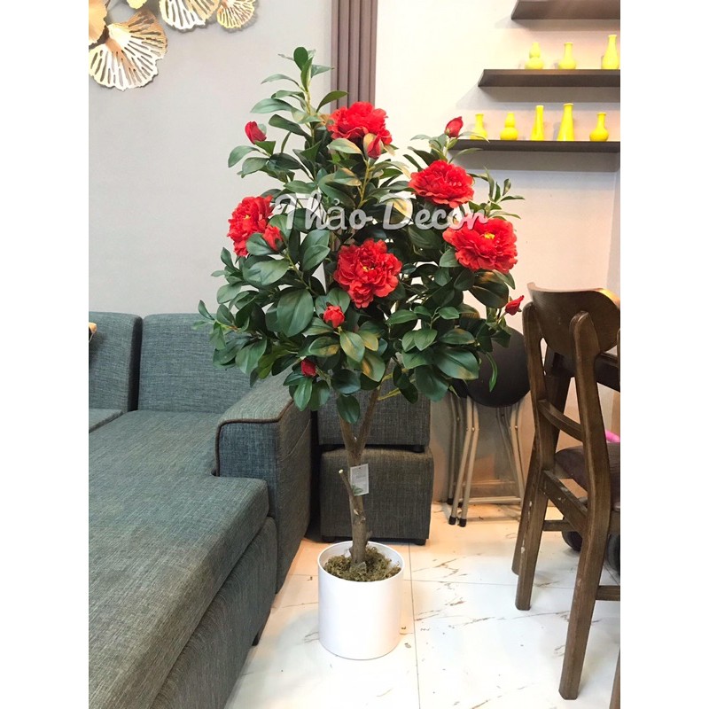 Cây hoa mẫu đơn đỏ-1m2 ( ảnh thật kèm video)