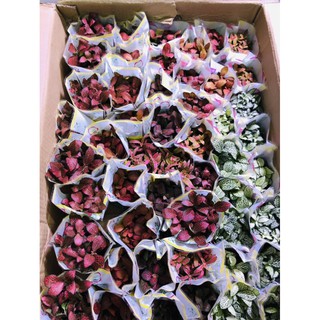 cây Cẩm Nhung(lá may mắn )