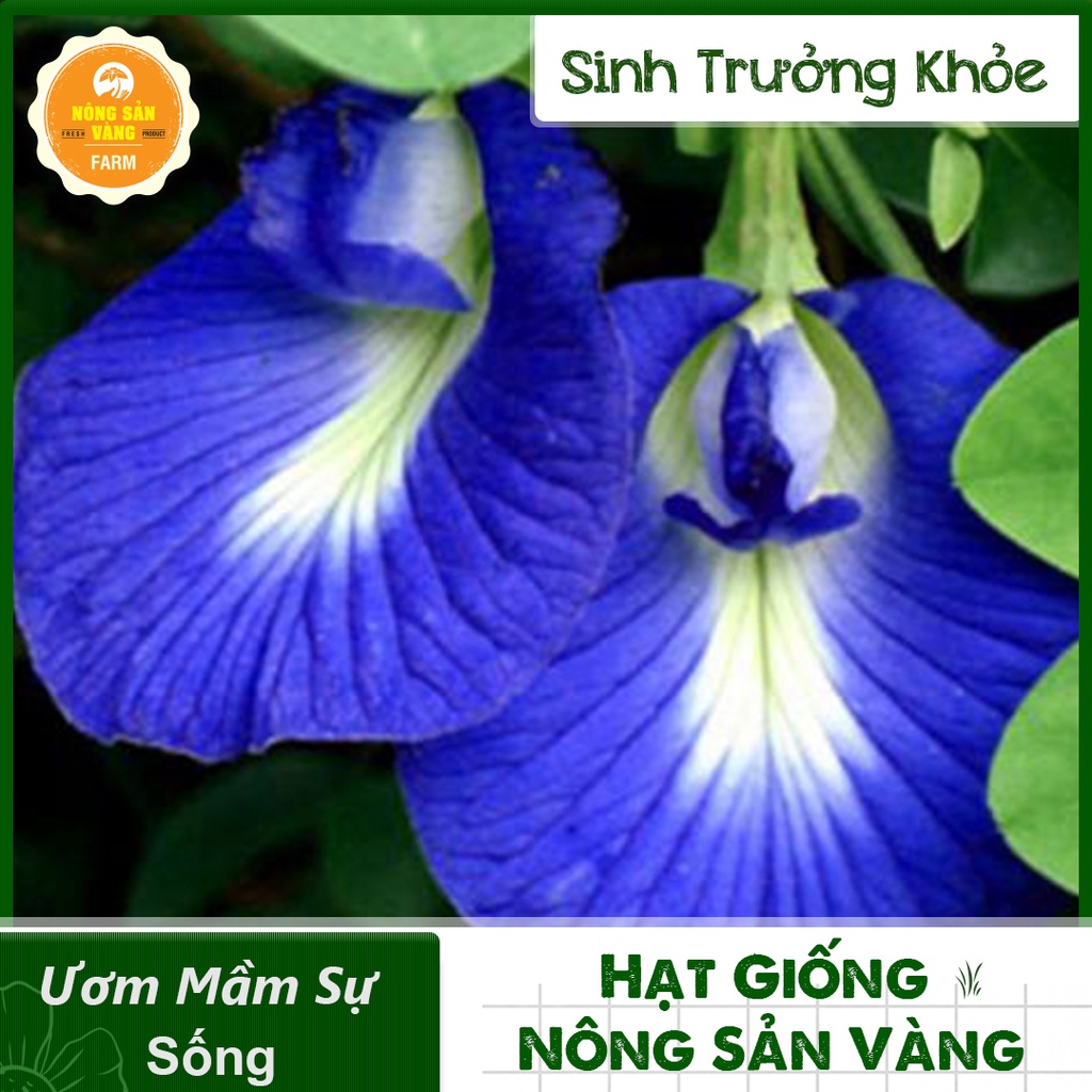 [HCM] Hạt giống Hoa Đậu Biếc Đơn ( Gói 20 hạt ) - Nông Sản Vàng