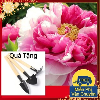 Hạt Giống Hoa Mẫu Đơn Mix Màu Tặng Bộ Dụng Cụ Mini Trồng Cây Tặng Bộ Dụng Cụ Mini Trồng Cây