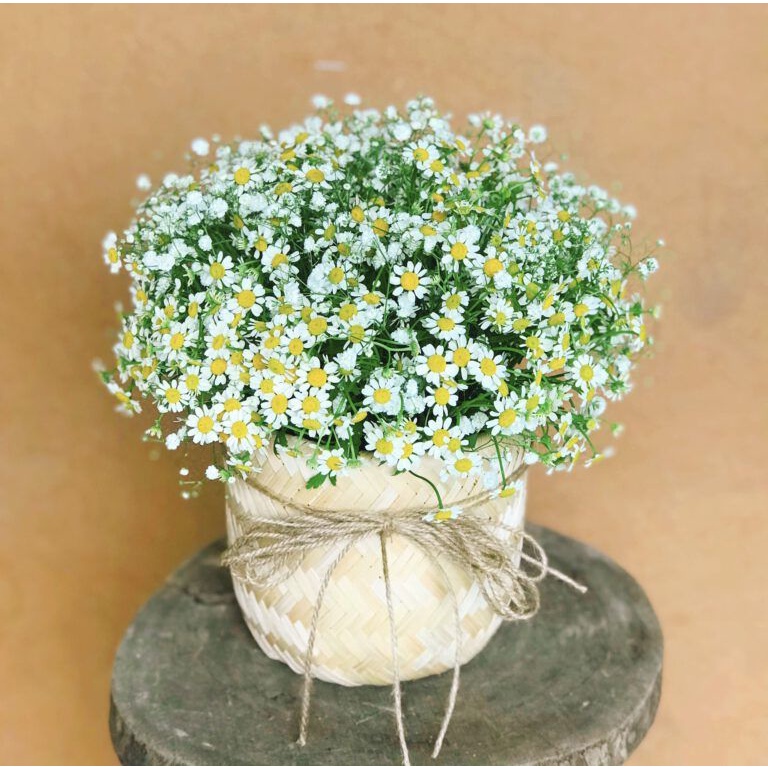 50h Hạt Giống Cỏ Thơm Feverfew Cúc TANA Trị Đau Nửa Đầu Sau Gáy