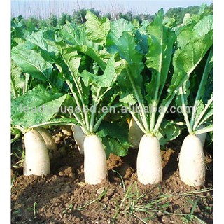Combo 2 gói hạt giống củ cải trắng (Kèm kích thích hạt nảy mầm)