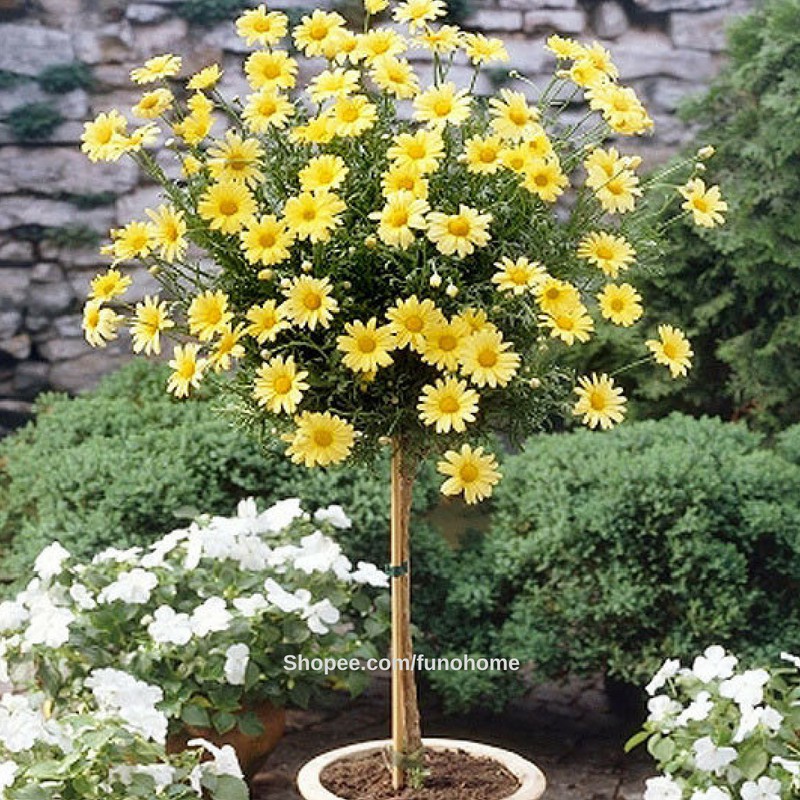 Hạt giống hoa cúc thân gỗ (Mới) - Giống hoa cúc cây cao trồng lâu năm